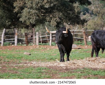Impressive brave bull, black color with huge horns, in the middle of the field. Concept livestock, bravery, bullfighter, bullfight.