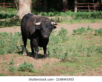 Impressive brave bull, black color with huge horns, in the middle of the field. Concept livestock, bravery, bullfighter, bullfight.