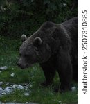 impressive brown bear cools off in the water of a pond