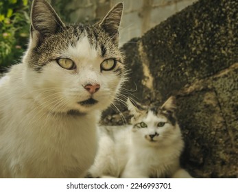 Impressive close-up photo of an old cat on the front and a young kitty on the back looking at the older one. Artistic image of a protective mother and daughter felines. low light and Blurred Backgroud - Powered by Shutterstock