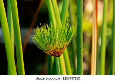 Impressive clusters of thin green stems of papyrus sedge -cyperus papyrus -, green and brown colors , abstract effect ,selective focus