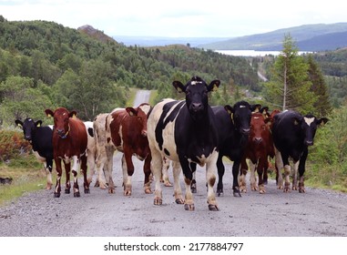 Impressive Cow Gang Blocking Gravel Road - Rural Agriculture - Free Roaming Cattle In Beautiful Highlands