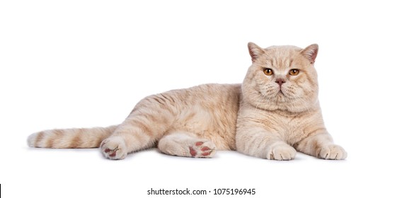 Impressive creme adult male British Shorthair cat laying down side ways isolated on white background looking straight in camera