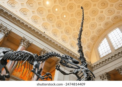 An impressive dinosaur fossil that seems to reach the ceiling - Powered by Shutterstock