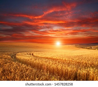 Impressive dramatic sunset over a field of ripe wheat, colorful clouds in the sky, crop season agricultures grain harvest