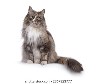 Impressive fluffy tortie cat, sitting up on edge facing front. Looking straight to camera with green eyes. Isolated on a white background. - Powered by Shutterstock