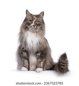 Impressive fluffy tortie cat, sitting up on edge facing front. Looking straight to camera with green eyes. Isolated on a white background. - Powered by Shutterstock