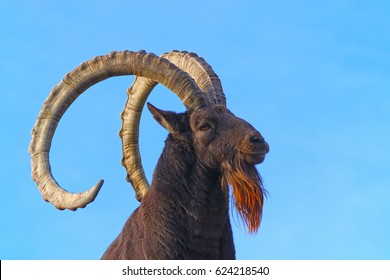 Impressive head of a proud siberian ibex ram (capra sibirica) with huge curved horns in the sun in front of the bright blue sky