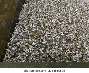 impressive large quantity of oyster shells washed ashore in Brittany