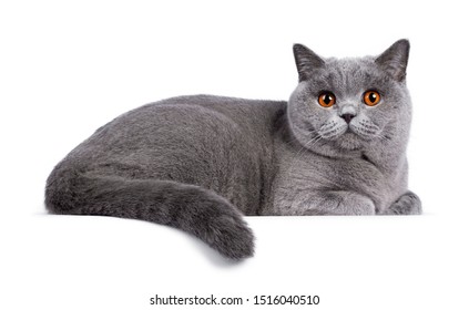 Impressive light blue young adult British Shorthair female cat, laying down side ways. Looking with cute head tilt and bright orange eyes straight to camera. Isolated on white background.