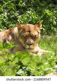 Impressive Lion Lie In An Enclosure