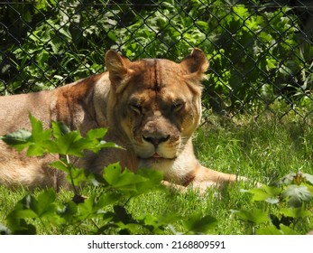 Impressive Lion Lie In An Enclosure