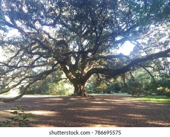 Impressive oak tree.