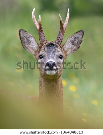 Impressive portrait of a wild roe deer with big antlers taken just a few meters from the photographer. Spain.