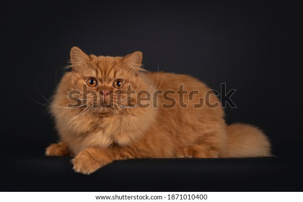 Impressive red\
British Longhair cat, laying down side ways. Looking towards\
camera. Isolated on black\
bakground.