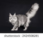 Impressive silver Maine Coon cat, walking side ways. Looking straight to camera. Enormous tail fierce up in air. Isolated on a black background.