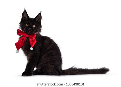 Impressive Solid Black Maine Coon Cat Kitten, Sitting Side Ways. Wearing Red Velvet Bow Tie With White Bells. Looking Towards Camera. Isolated On A White Background.