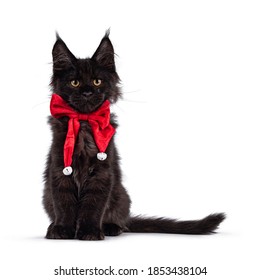 Impressive Solid Black Maine Coon Cat Kitten, Sitting Up Facing Front. Wearing Red Velvet Bow Tie With White Bells. Looking Towards Camera. Isolated On A White Background.