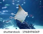 Impressive stingray fish showing its mouth arranged near its stomach of the genus Rhinoptera commonly known as the cownose rays of the family Rhinopteridae.