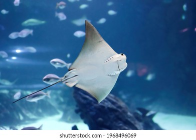 Impressive stingray fish showing its mouth arranged near its stomach of the genus Rhinoptera commonly known as the cownose rays of the family Rhinopteridae.