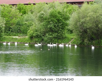 Impressive Swan Swim In The River Traun