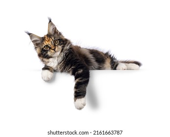 Impressive Tortie With White Maine Coon Cat Kitten, Laying Side Ways With Paws Hanging Down Over Edge. Looking Towards Camera With Amber Eyes. Isolated On White Background.