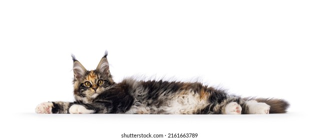 Impressive tortie with white Maine Coon cat kitten, laying down side ways completely stretched showing fluffy belly. Looking towards camera with amber eyes. Isolated on white background. - Powered by Shutterstock