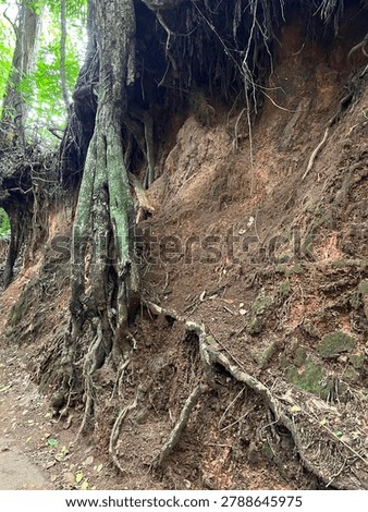 Impressive, twisting tree roots line the path to Ance Soleil beach in the Seychelles.