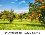 Impressive view of green garden. Farming in springtime. Picturesque day and gorgeous scene. Wonderful image of wallpaper. Location place Sicily island, Italy, Europe. Explore the world