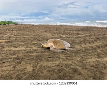 Impressive view of the turtles nesting in Ostional Beach Costa Rica