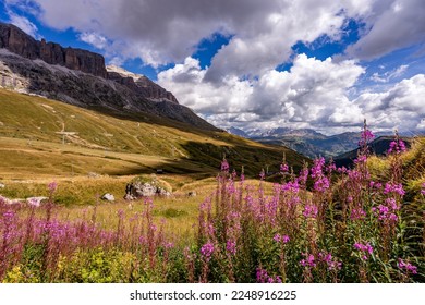 Impressive viewpoint over the Dolomites. Pink blooming flowers in the foreground and the imposing mountains in the background. Mountain pass, Sella pass, dolomites Italy.