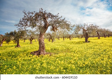 Impressive views of the olive orchard. Picturesque day and gorgeous scene. Fairy forest in springtime. Location place Sicily island, Italy, Europe. Mediterranean climate. Explore the world's beauty. - Shutterstock ID 604419110