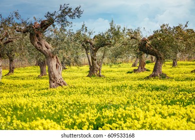 Impressive views of the olive orchard. Picturesque day and gorgeous scene. Fairy forest in springtime. Location place Sicily island, Italy, Europe. Mediterranean climate. Explore the world's beauty. - Shutterstock ID 609533168