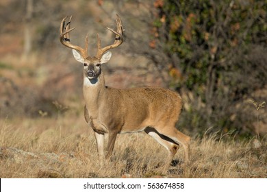 impressive whitetail deer buck in profile, during rut, in profile with perfect sun rise lighting and woodlands in background