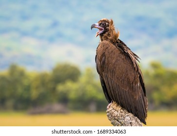An impressive wild Eurasian black vulture or Monk vulture, or Cinereous vulture (Aegypius monachus) perched on the tree stump against a beautiful natural background. From Castile-La Mancha in Spain.