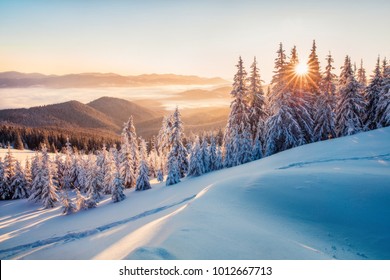 Impressive winter morning in Carpathian mountains with snow covered fir trees. Colorful outdoor scene, Happy New Year celebration concept. Artistic style post processed photo. - Shutterstock ID 1012667713