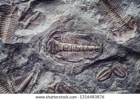 The imprint of the ancient trilobites in a stone. Trilobites, a fossil group of extinct marine arachnomorph arthropods, class Trilobita