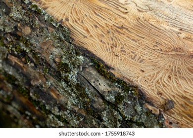 The imprint of the bark beetle under the bark of the tree. Pattern on tree trunk log after damage caused by bark beetle