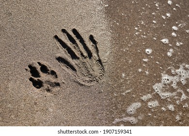The imprint of a human hand and a dog's paw on the sandy beach. Dog man's best friends are always around. A footprint in the sand.