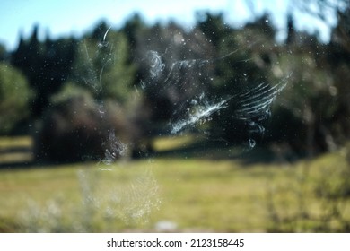 Imprint Left Behind by Bird Crashing Into Glass Window