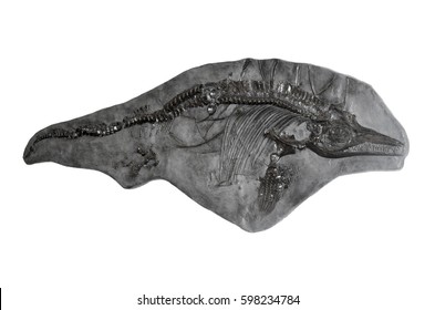 Imprint On Fossil Stone Ichthyosaurus