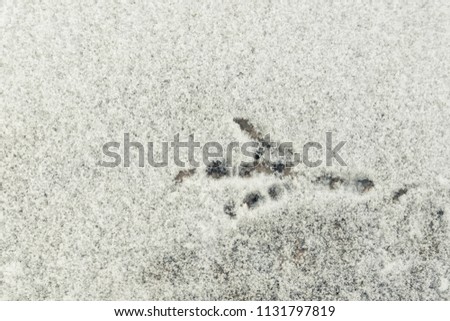 imprint of the pigeon's paw on newly fallen snow, grayish color, soft lighting, close-up