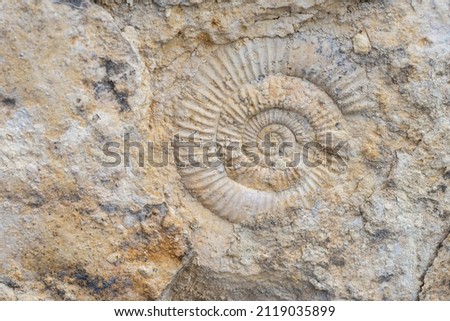 The imprint of a prehistoric ammonite shell in a stone. Paleontological preserved evidence of ancient life. Spiral fossil. Snail-like shell
