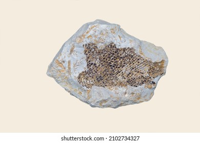 An imprint of rhombic scales of a fossil bony fish with an unusual pattern isolated on a white background. Marine animals shellfish fish ecology.