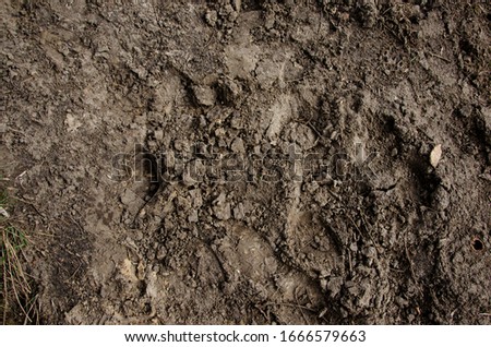 
imprint of the wolf in the mud in the park
