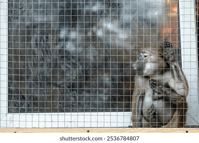 imprisoned monkey in animal shelter rescue space for helping caged creature wallpaper advertising sad sorrowful portrait photography with copy space - Powered by Shutterstock