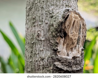 Improperly Pruned Tree Branch Showing Torn Bark Jagged Wood Stub and Healing Callus Tissue