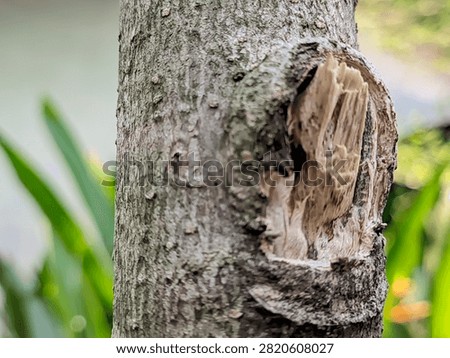 Improperly Pruned Tree Branch Showing Torn Bark Jagged Wood Stub and Healing Callus Tissue