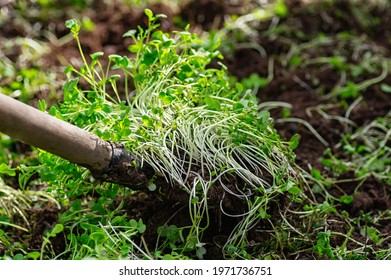 Improving soil structure with green manure. Mustard crops. The concept of organic green fertilizers in agriculture. Close up.