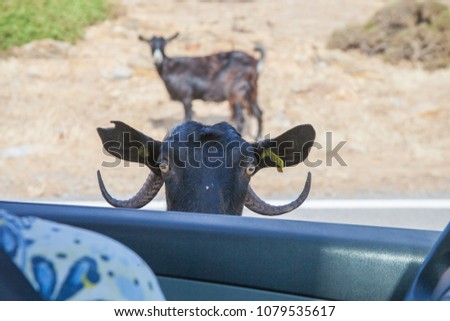 Impudent Cretan goat trying to get to the car seeking for food